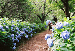 Hydrangea garden