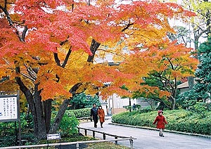 나리타산의 단풍