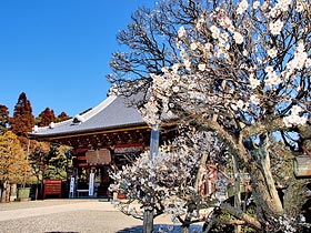 成田山的梅樹