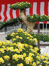 成田山Naritasan Shinshoji Temple Chrysanthemum Exhibition的樣子01