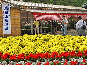 成田山 菊花展の様子03