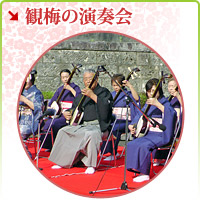 Concert of the enjoying ume blossom