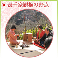 Outdoor tea ceremony of the Omotesenke enjoying ume blossom