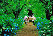 Spring part case choice [if three people stop by, the rain takes its ease, too] Masahiko Tamura (Shisui-machi, Inba-gun)