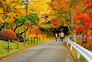 Autumn part case choice [promenade of colored leaves] Yasuo Iwagaya (Chiba-shi)