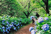 Part fine work [the hydrangea blooming in the precincts] Masayuki Namiki (Sanmu-shi) of spring