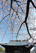 Part fine work [spring of the Sogo Reido Sanctuary] Kokichi Nakamura (Sakura-shi) of spring