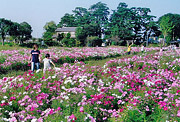 夏天的部佳作[散步]川嶋亥良(八街市)