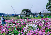 夏天的部佳作[大波斯菊]鶴岡貞夫(八街市)