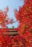 秋の部　佳作　【輝く紅葉】左官龍夫（流山市）