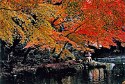 Autumn part fine work [the colored leaves which are full of color] Isami Sasaki (Chiba-shi)