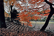 秋の部　佳作　【紅葉の絨毯に覆われた庭園！】佐々木　勇（千葉市）