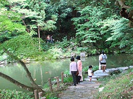 Pond (two ponds) of Ryuki of green leaves