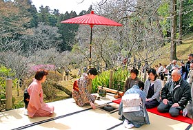 outdoor tea ceremony" ของเทศกาลต้นอุเมะ