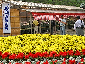 成田山Naritasan Shinshoji Temple Chrysanthemum Exhibition的樣子03