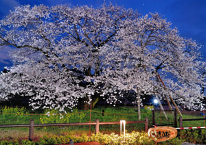2025photocon_springichiji04.jpg