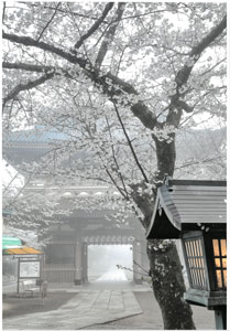 2025photocon_springichiji07.jpg
