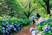 春天的部佳作[在院內開放的紫陽花的花]風景樹正之(山武市)
