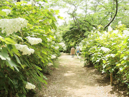 宗吾霊堂紫陽花園の様子01