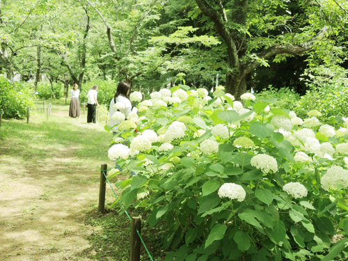 宗吾霊堂紫陽花園の様子02