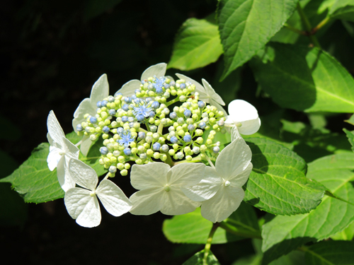 宗吾霊堂紫陽花園の様子03