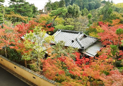 18年11月8日現在 成田山公園の紅葉の様子です Feel成田 成田市観光協会公式サイト