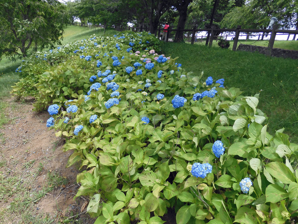 6月11日成田市sakura No Yama Park紫陽花 Feel成田成田市觀光協會官方網站