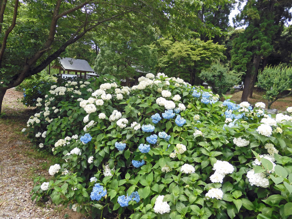 6月11日daijionji Temple紫陽花 Feel成田成田市觀光協會官方網站