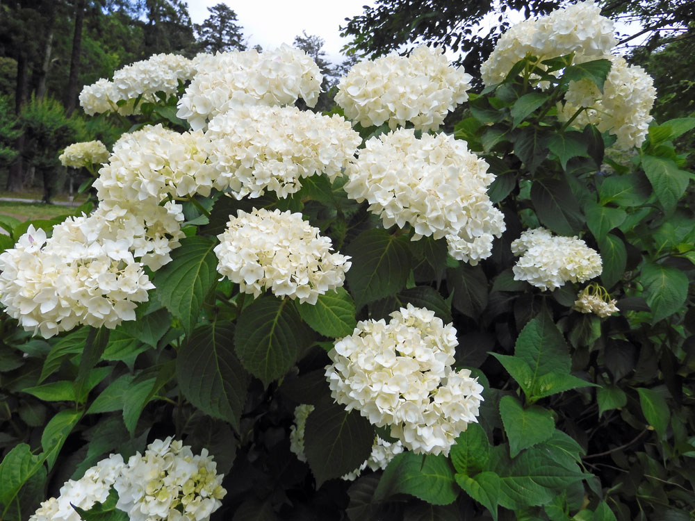 6月11日daijionji Temple紫陽花 Feel成田成田市觀光協會官方網站