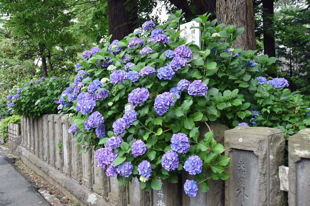6月13日成田山成功五谷神紫阳花 Feel成田成田市观光协会官方网站 6月13日成田山成功五谷神紫阳花 Feel成田成田市观光协会官方网站