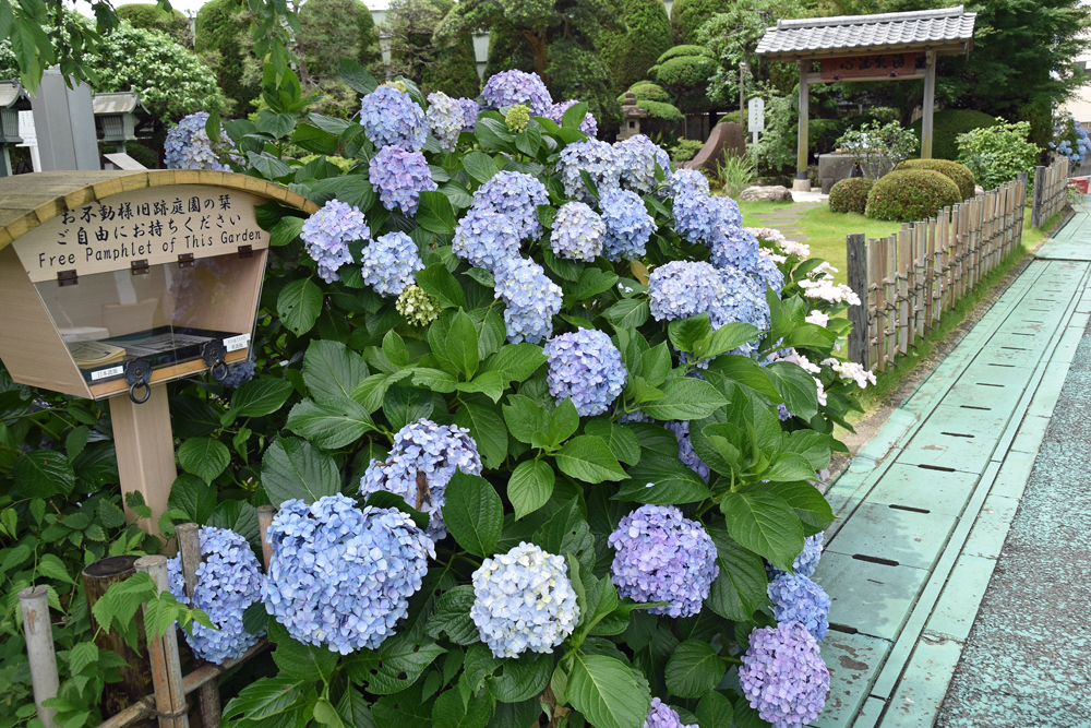 6月15日garden Of Fudo Deity的紫陽花 Feel成田成田市觀光協會官方網站