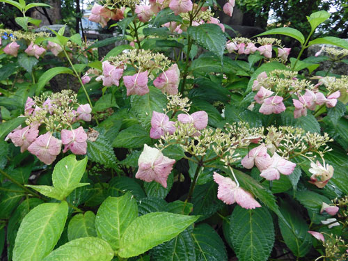 6月25日sogo Reido Sanctuary的紫陽花 Feel成田成田市觀光協會官方網站