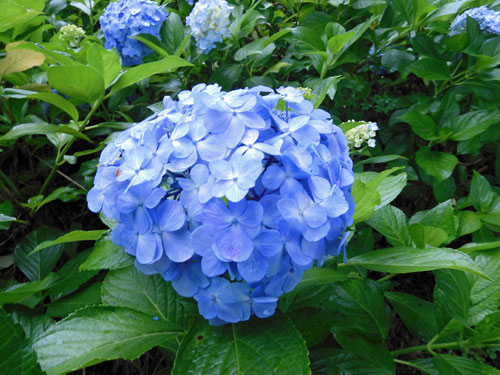 6月25日sogo Reido Sanctuary的紫陽花 Feel成田成田市觀光協會官方網站