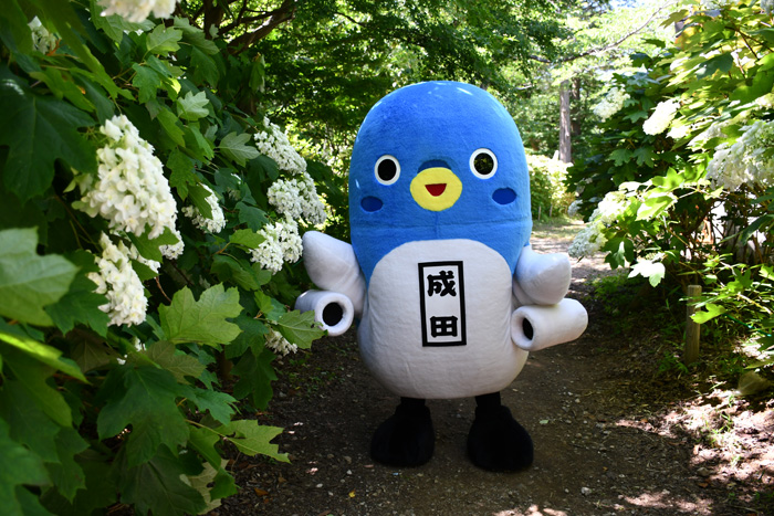 6月17日的样子 Feel成田成田市观光协会官方网站