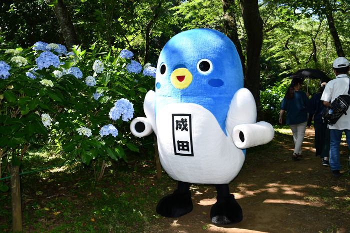 6月17日的样子 Feel成田成田市观光协会官方网站