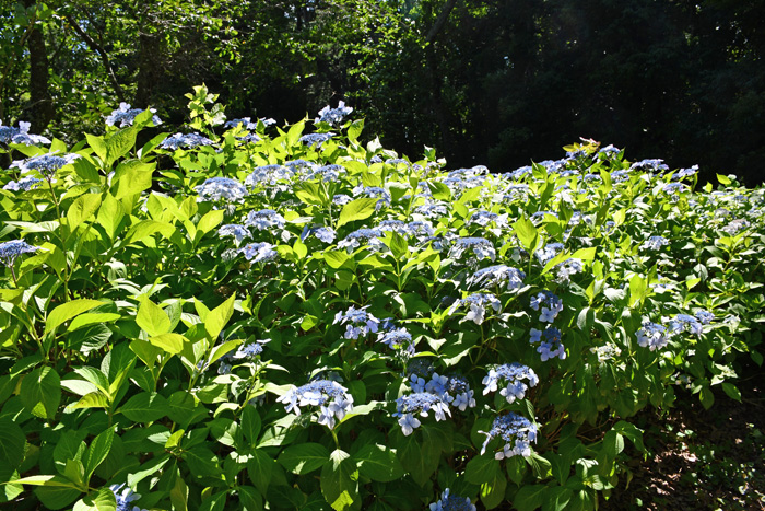 6月17日的样子 Feel成田成田市观光协会官方网站