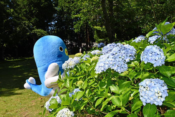 6月17日的样子 Feel成田成田市观光协会官方网站