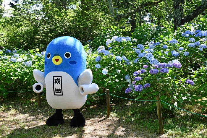 6月17日的样子 Feel成田成田市观光协会官方网站