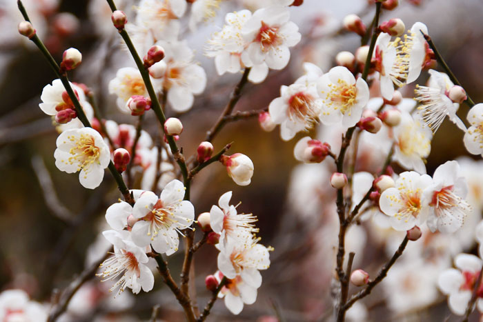22年2月19日 星期六 Feel成田成田市觀光協會官方網站