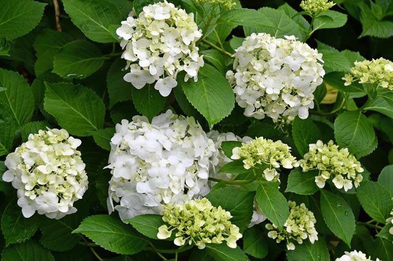 宗吾霊堂紫陽花まつり 2022年6月12日（日曜日） |FEEL成田 成田市観光