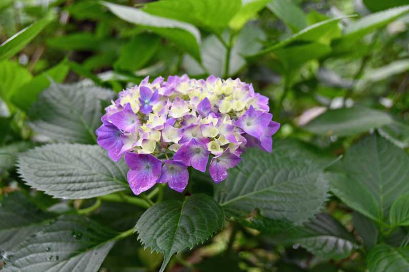 宗吾霊堂紫陽花まつり 2022年6月12日（日曜日） |FEEL成田 成田市観光