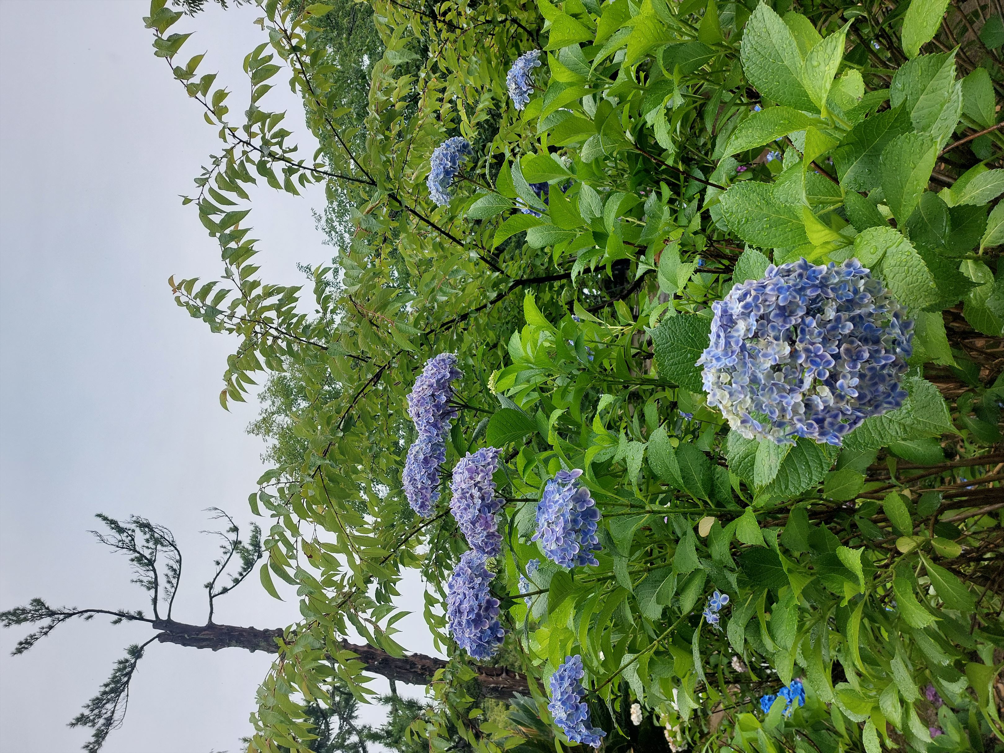 宗吾霊堂紫陽花まつり 2023年6月11日（日曜日） |FEEL成田 成田市観光