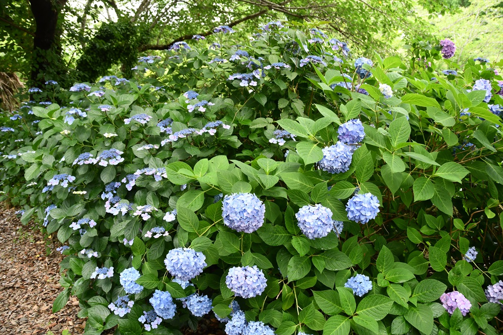 宗吾霊堂紫陽花まつり 2024年6月16日（日曜日） |FEEL成田 成田市観光