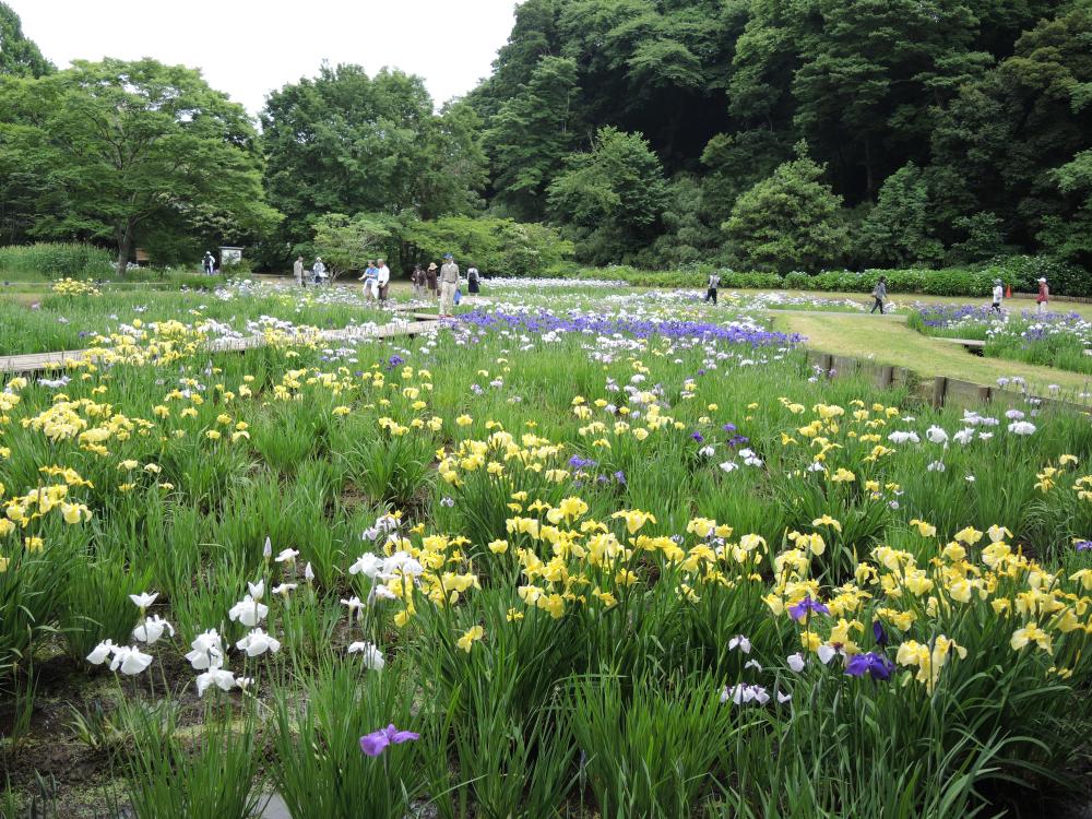 佐倉城址公園 Feel成田 成田市観光協会公式サイト 佐倉城址公園 Feel成田 成田市観光協会公式サイト